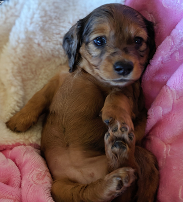 vom treuen wachter long haired mini dachshund female